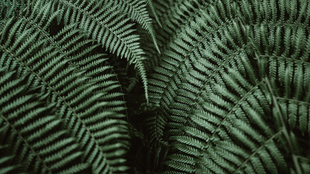close up of a fern showing greenery